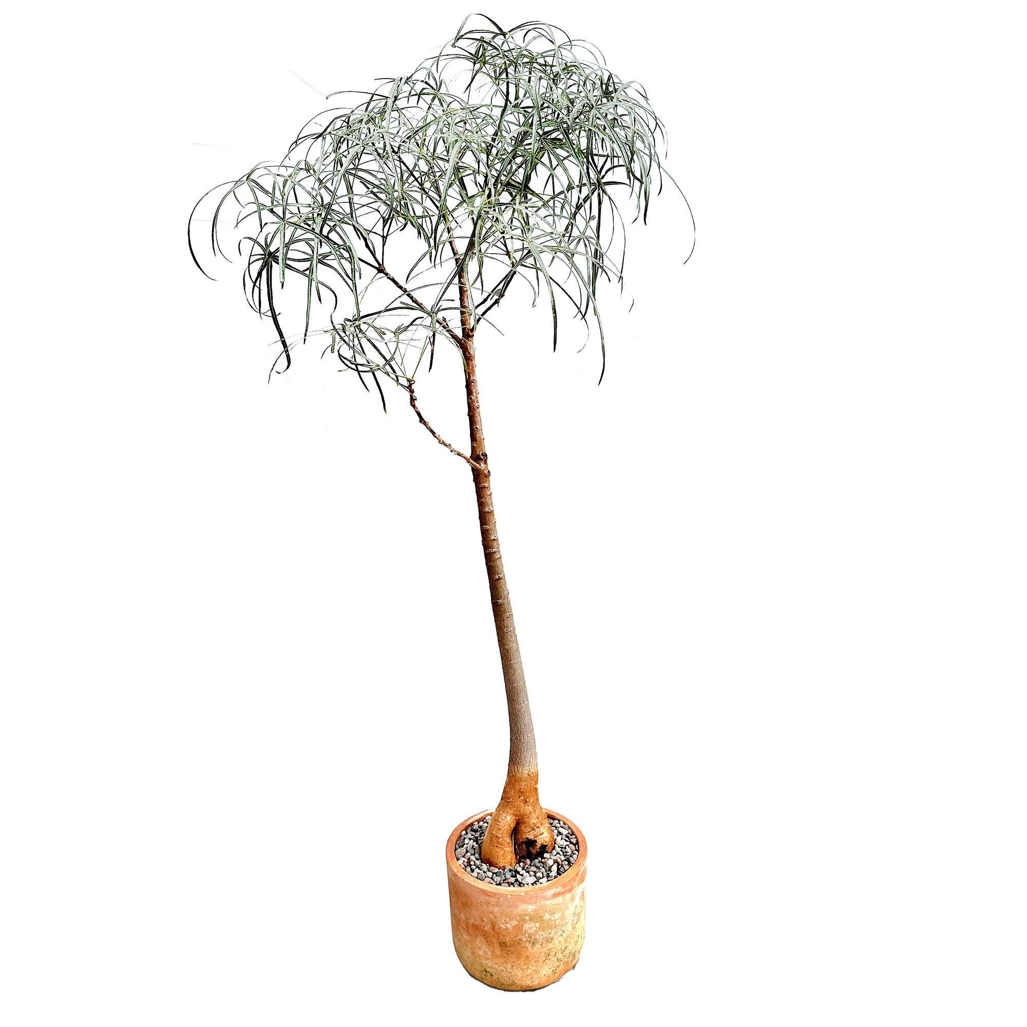 Brachychiton rupestris 'Queensland Bottle Tree'