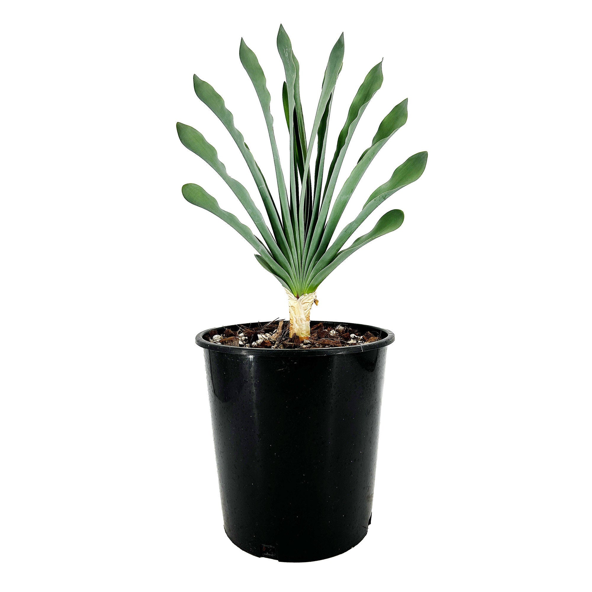 Boophone haemanthoides
