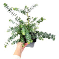 Eucalyptus pulverulenta 'Silver Dollar'