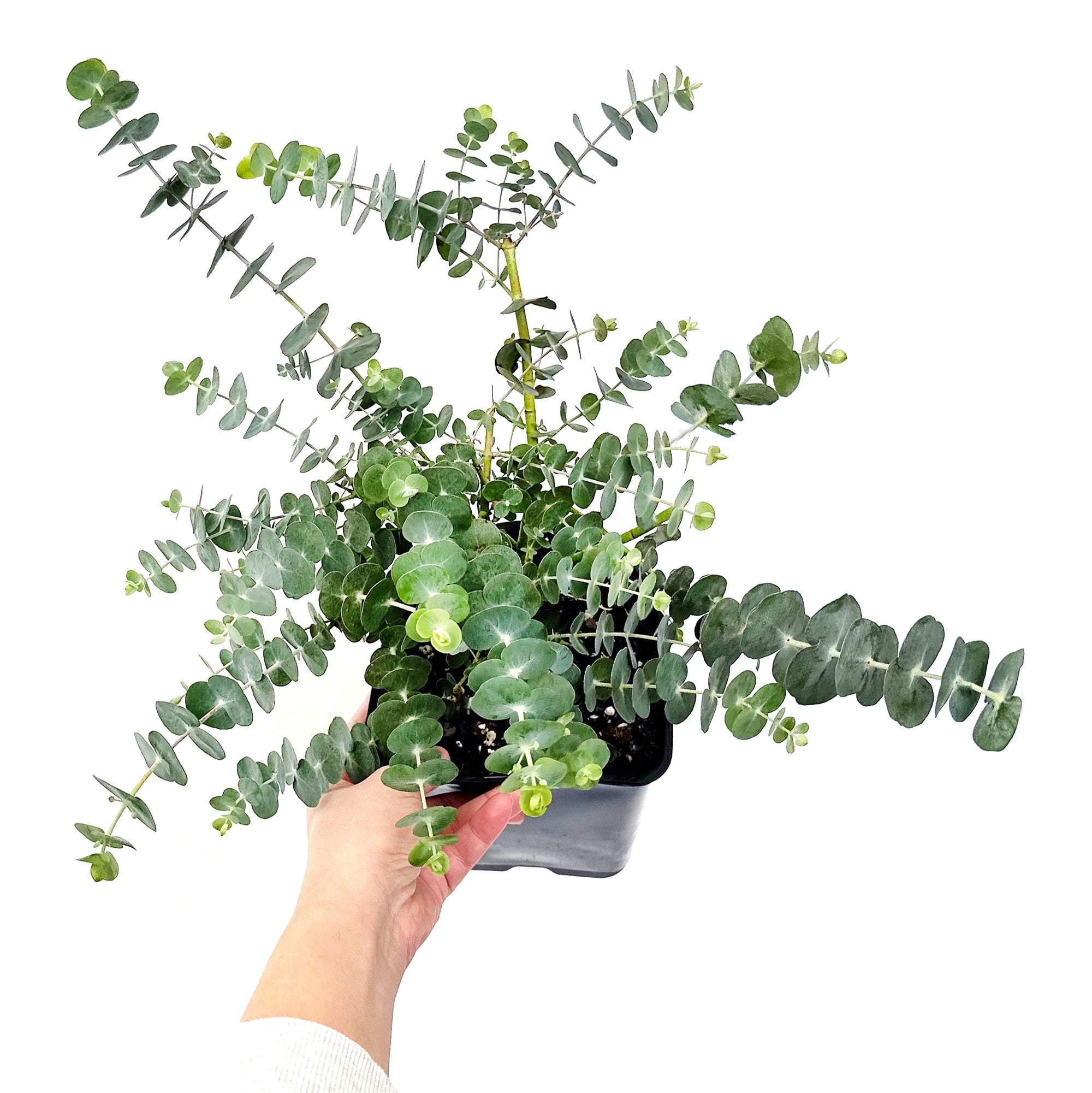 Eucalyptus pulverulenta 'Silver Dollar'