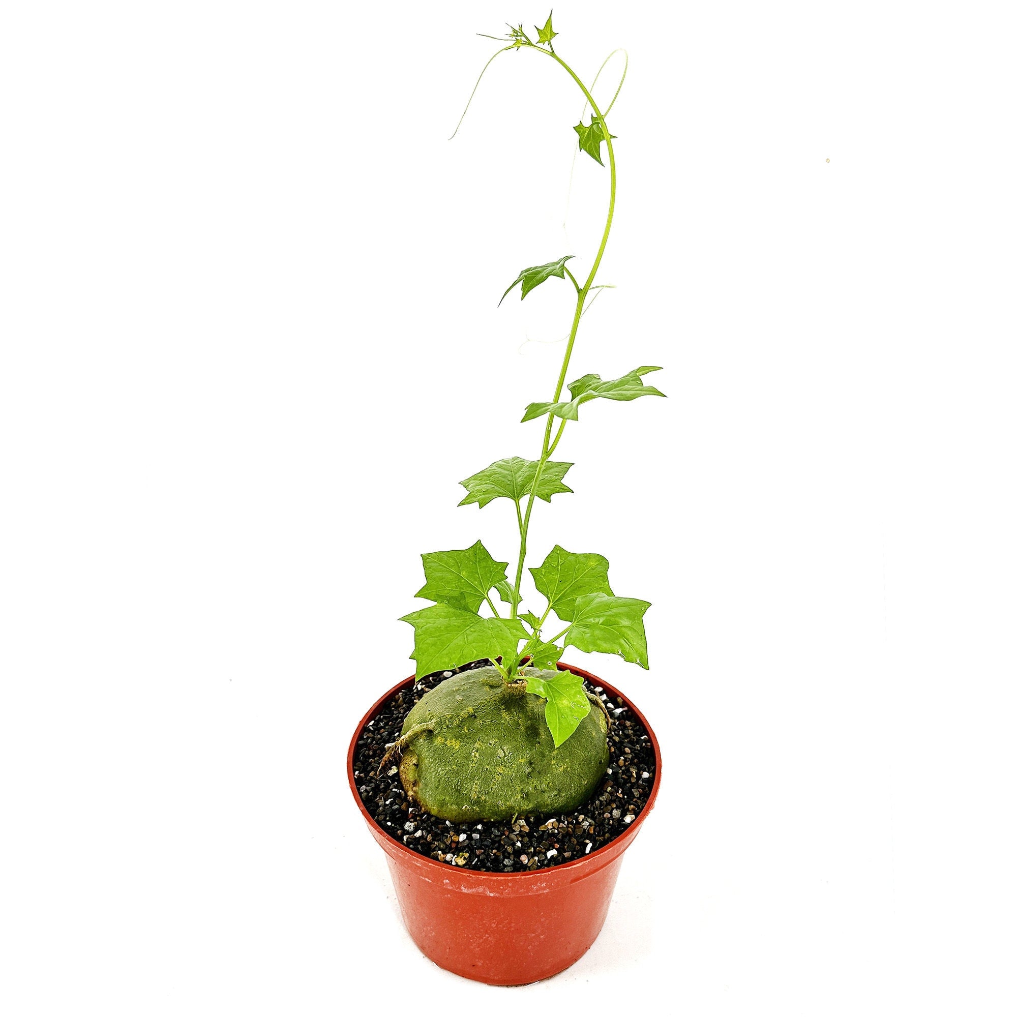 Gerrardanthus macrorhizus 'Bigfoot'