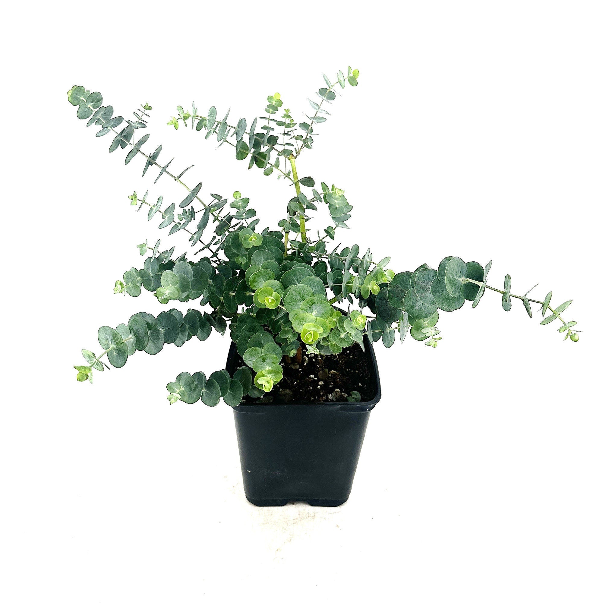 Eucalyptus pulverulenta 'Silver Dollar'