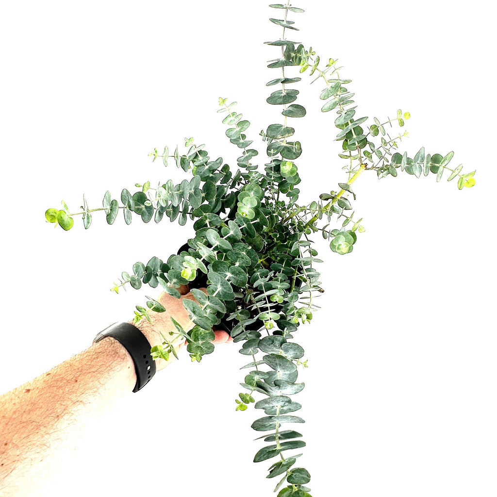 Eucalyptus pulverulenta 'Silver Dollar'