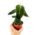 Philodendron 'Glorious'