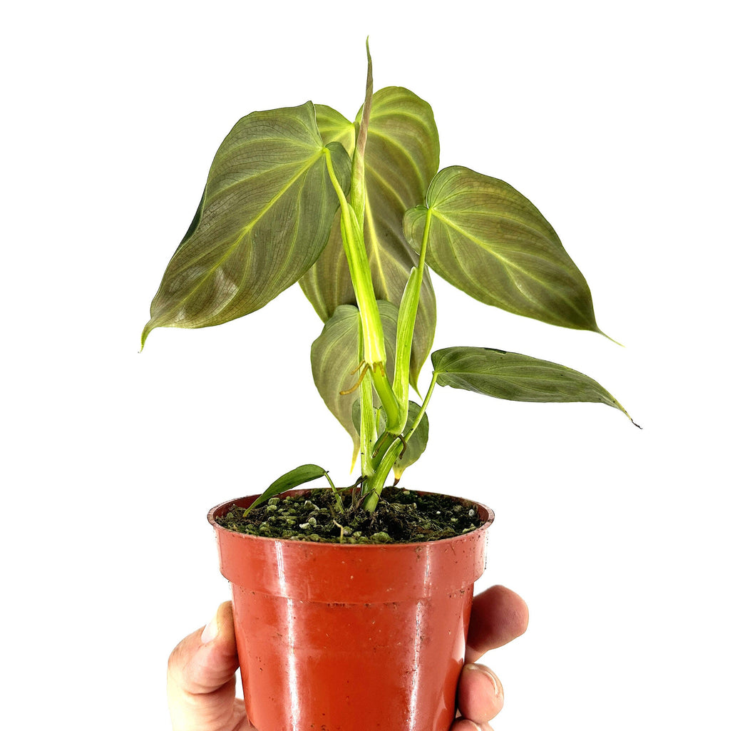 Philodendron 'Glorious'