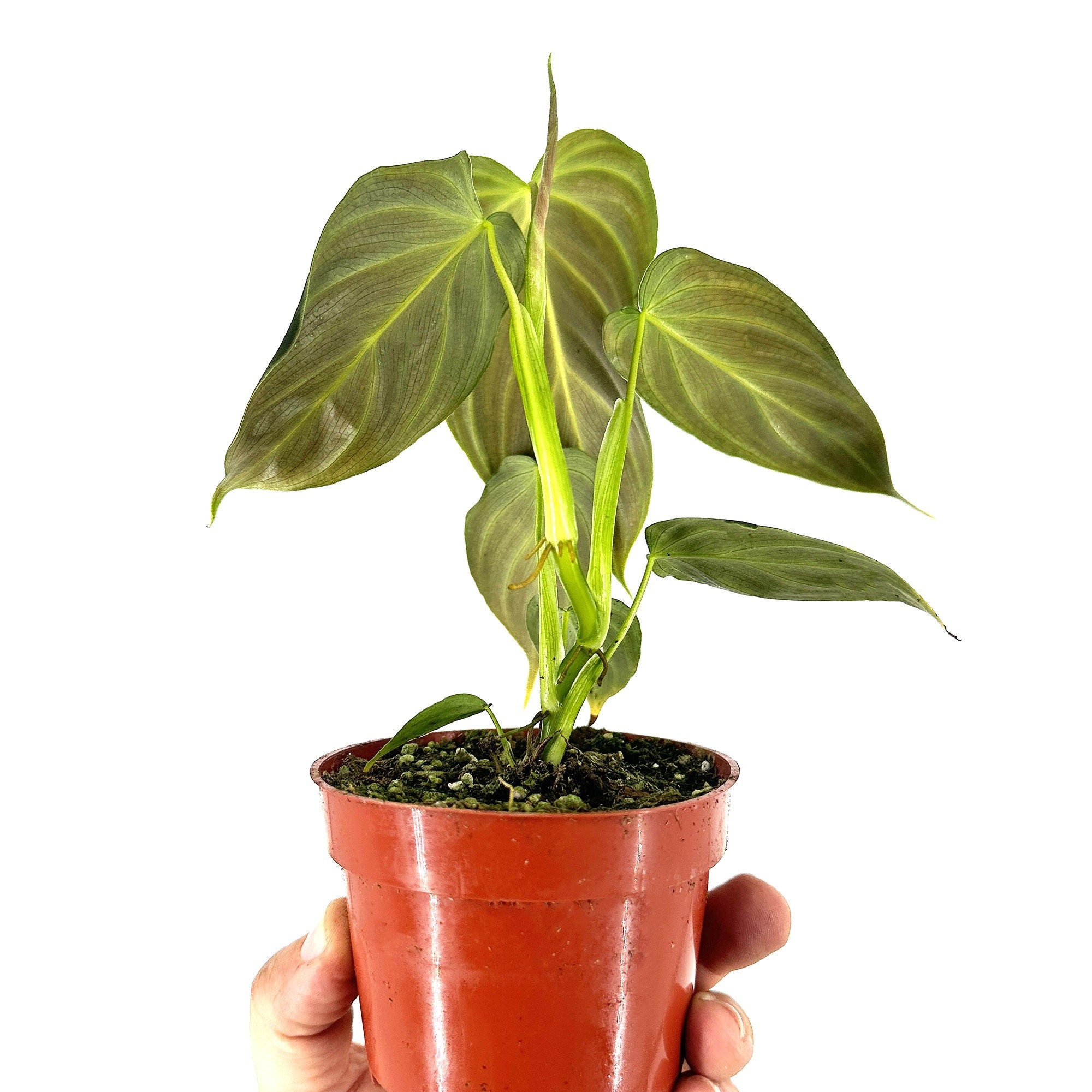 Philodendron 'Glorious'