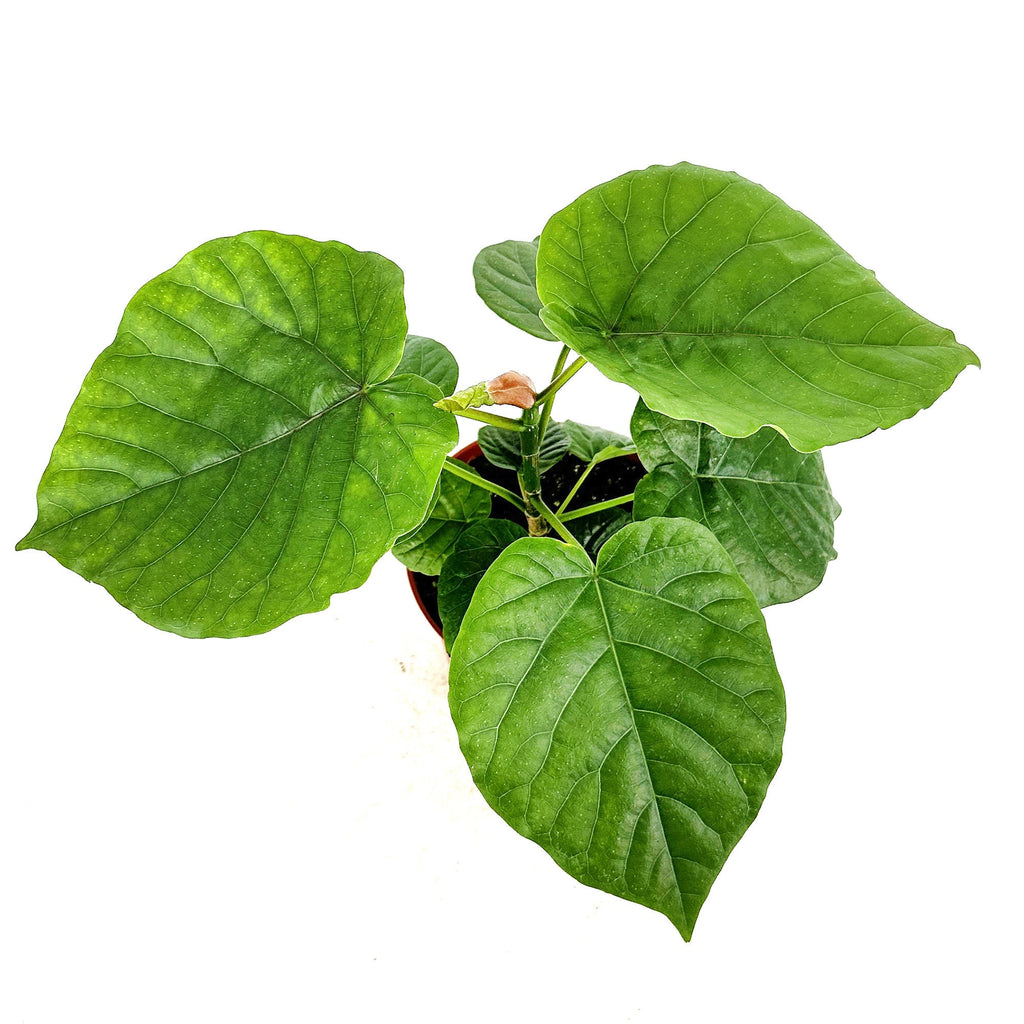 Ficus umbellata 'Umbrella Fig'
