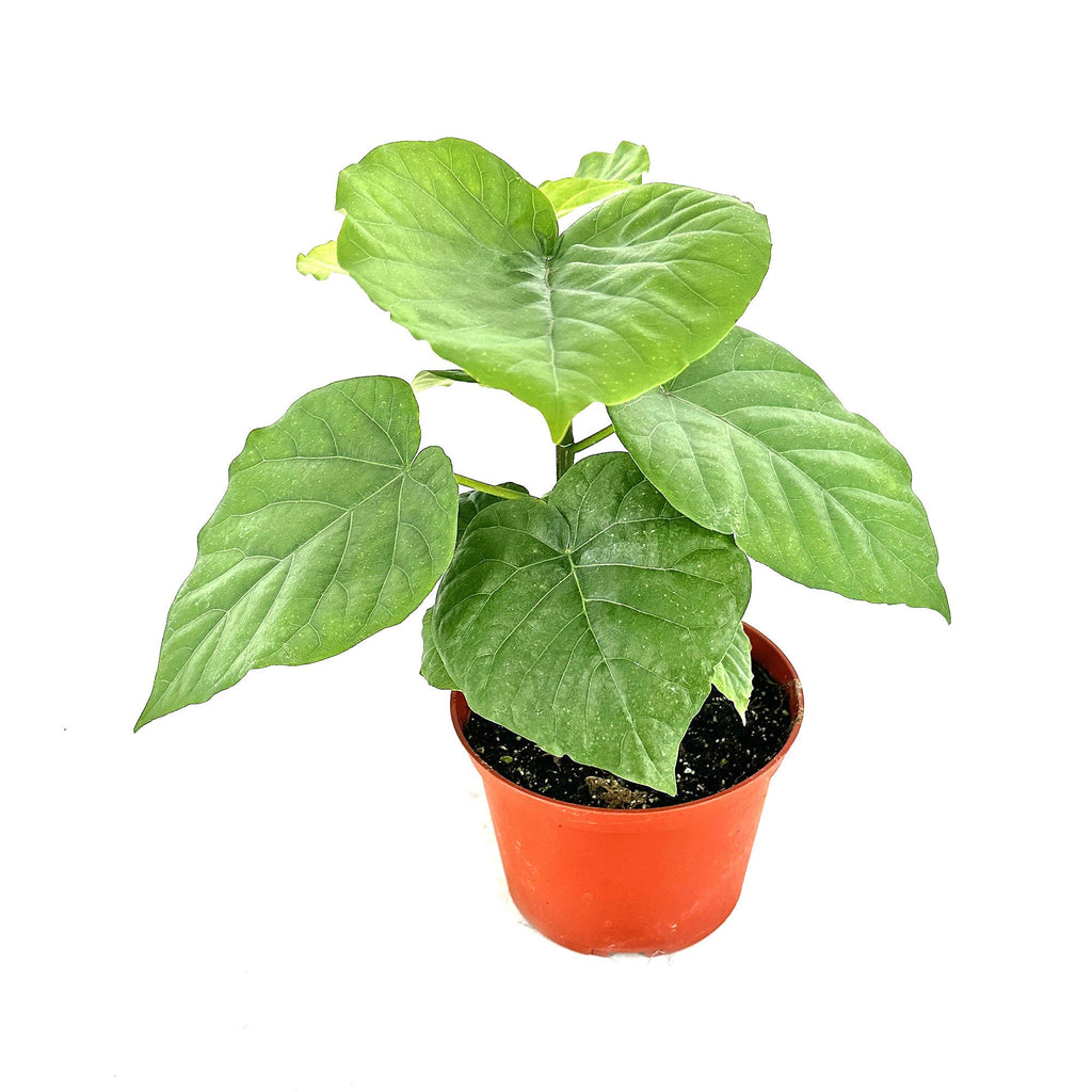 Ficus umbellata 'Umbrella Fig'