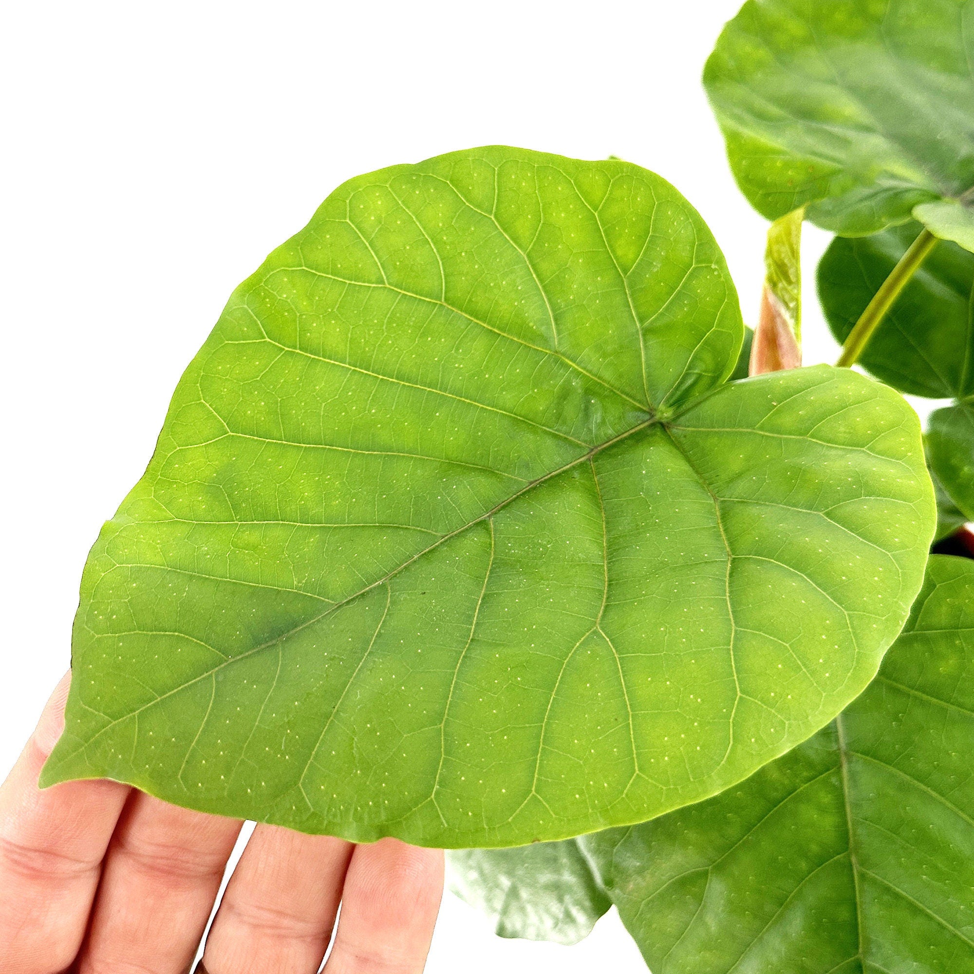 Ficus umbellata 'Umbrella Fig'