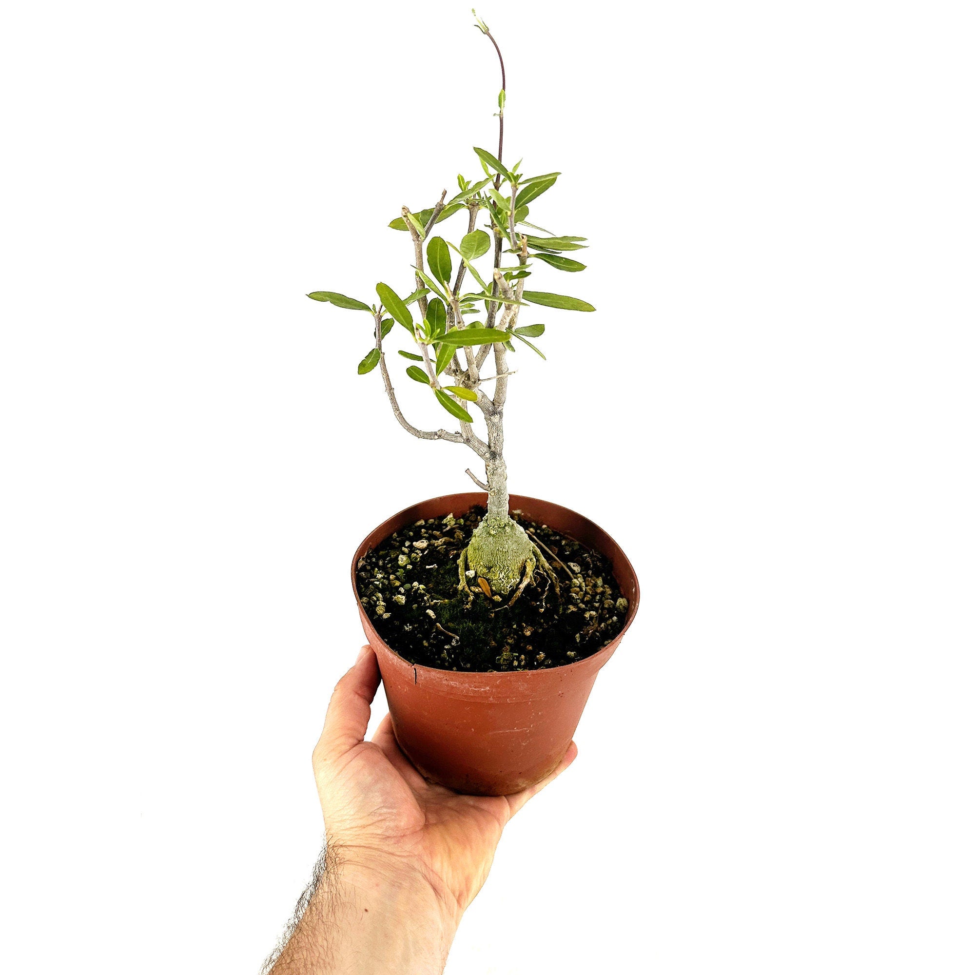 Fockea edulis 'Hottentot Bread'