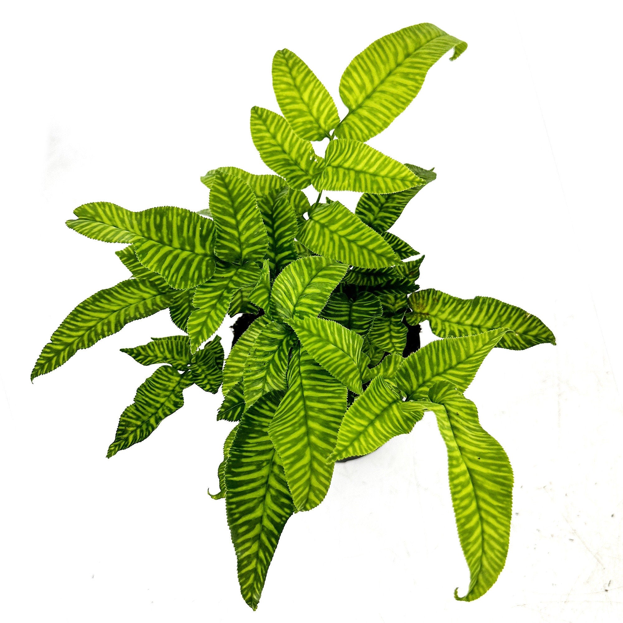 Coniogramme emeiensis 'Golden Zebra Fern'