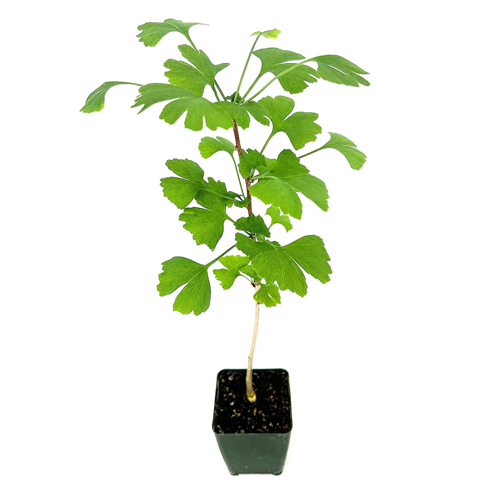 Ginkgo biloba 'Maidenhair Tree'