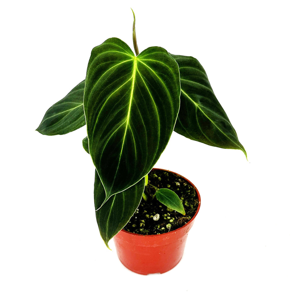 Philodendron 'Glorious'