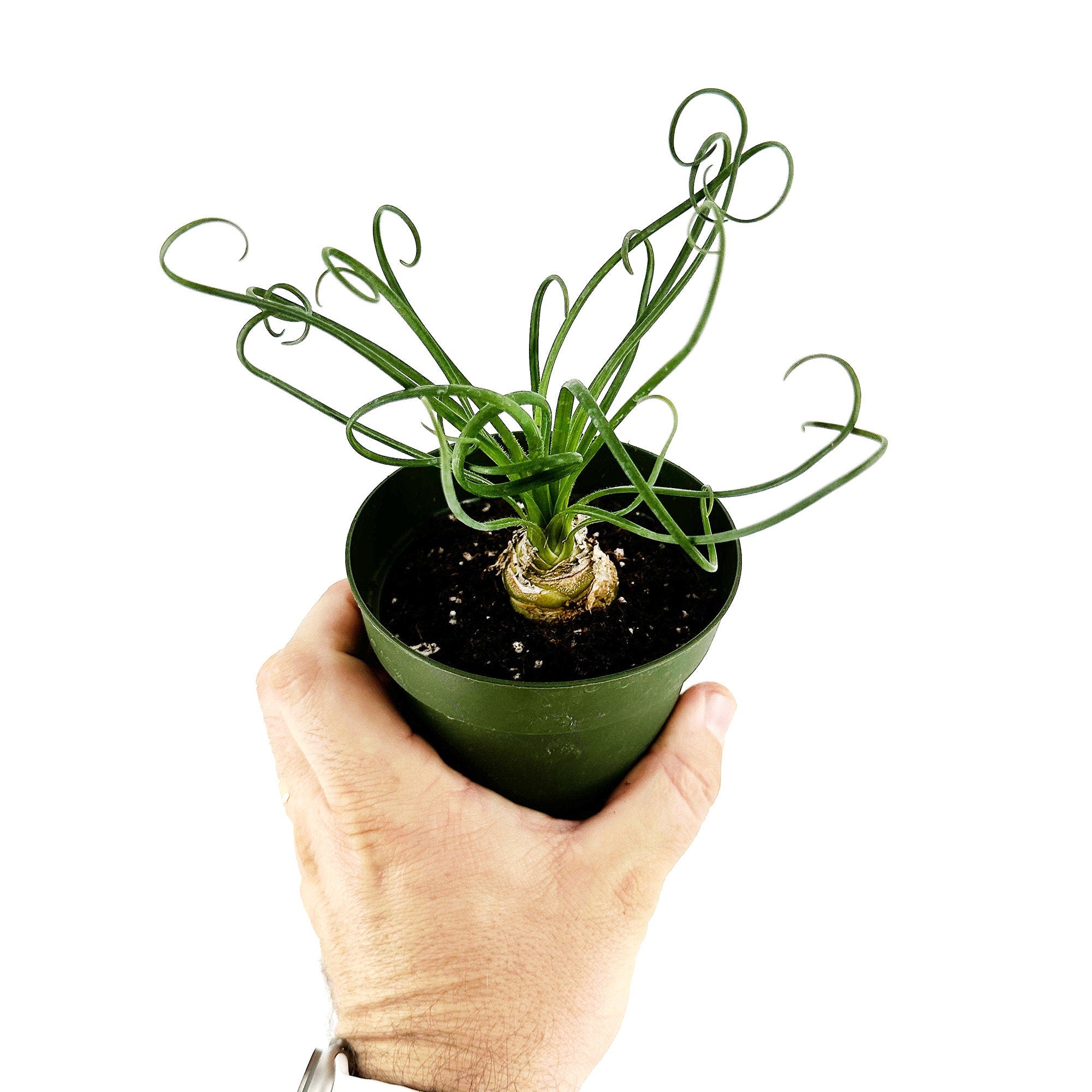 Albuca spiralis 'Frizzle Sizzle'