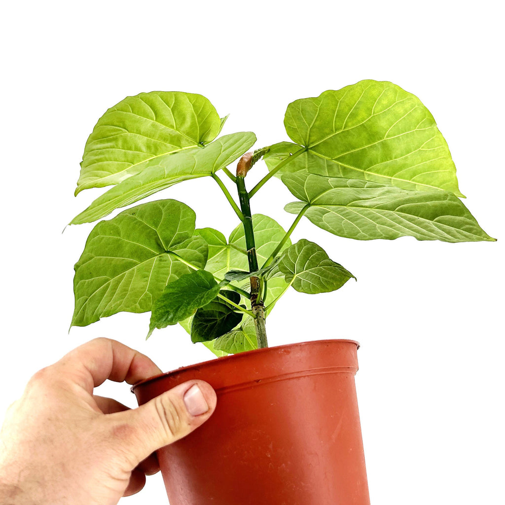 Ficus umbellata 'Umbrella Fig'