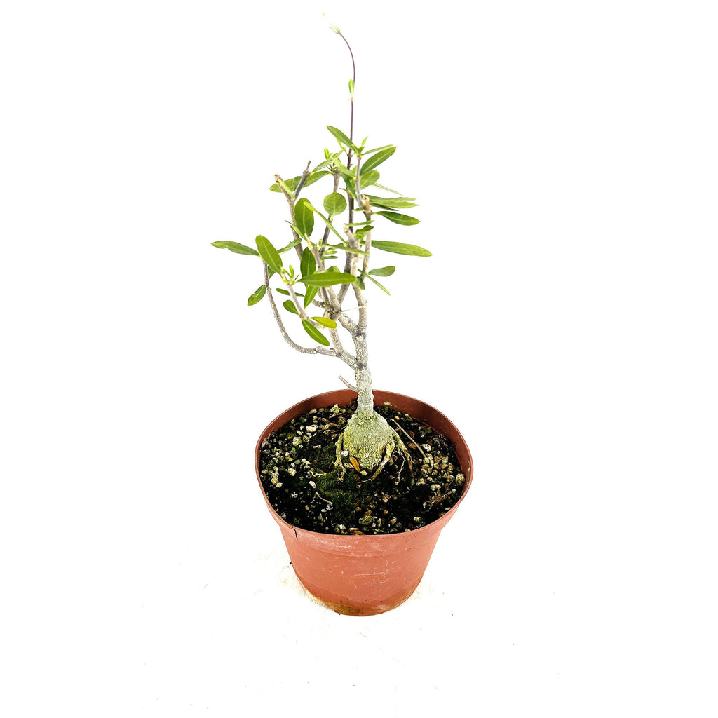 Fockea edulis 'Hottentot Bread'