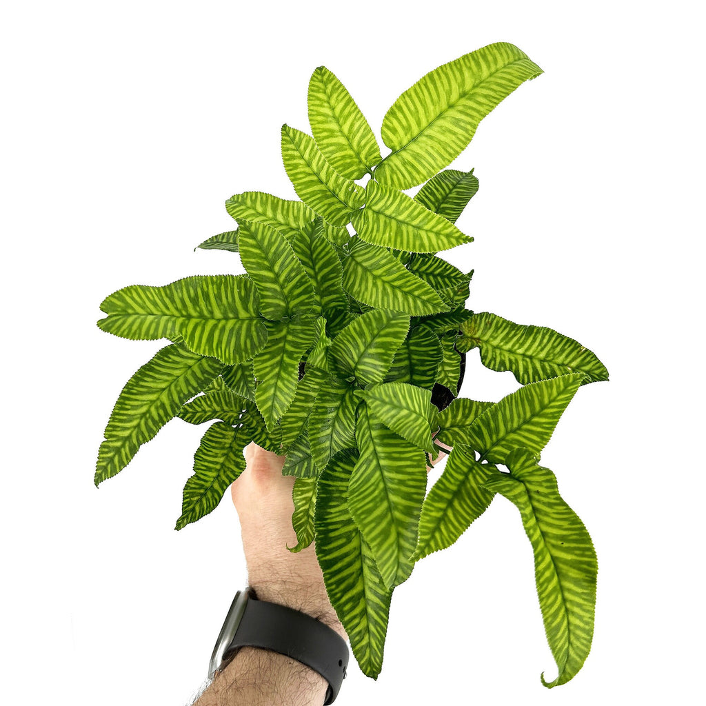 Coniogramme emeiensis 'Golden Zebra Fern'