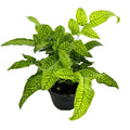 Coniogramme emeiensis 'Golden Zebra Fern'