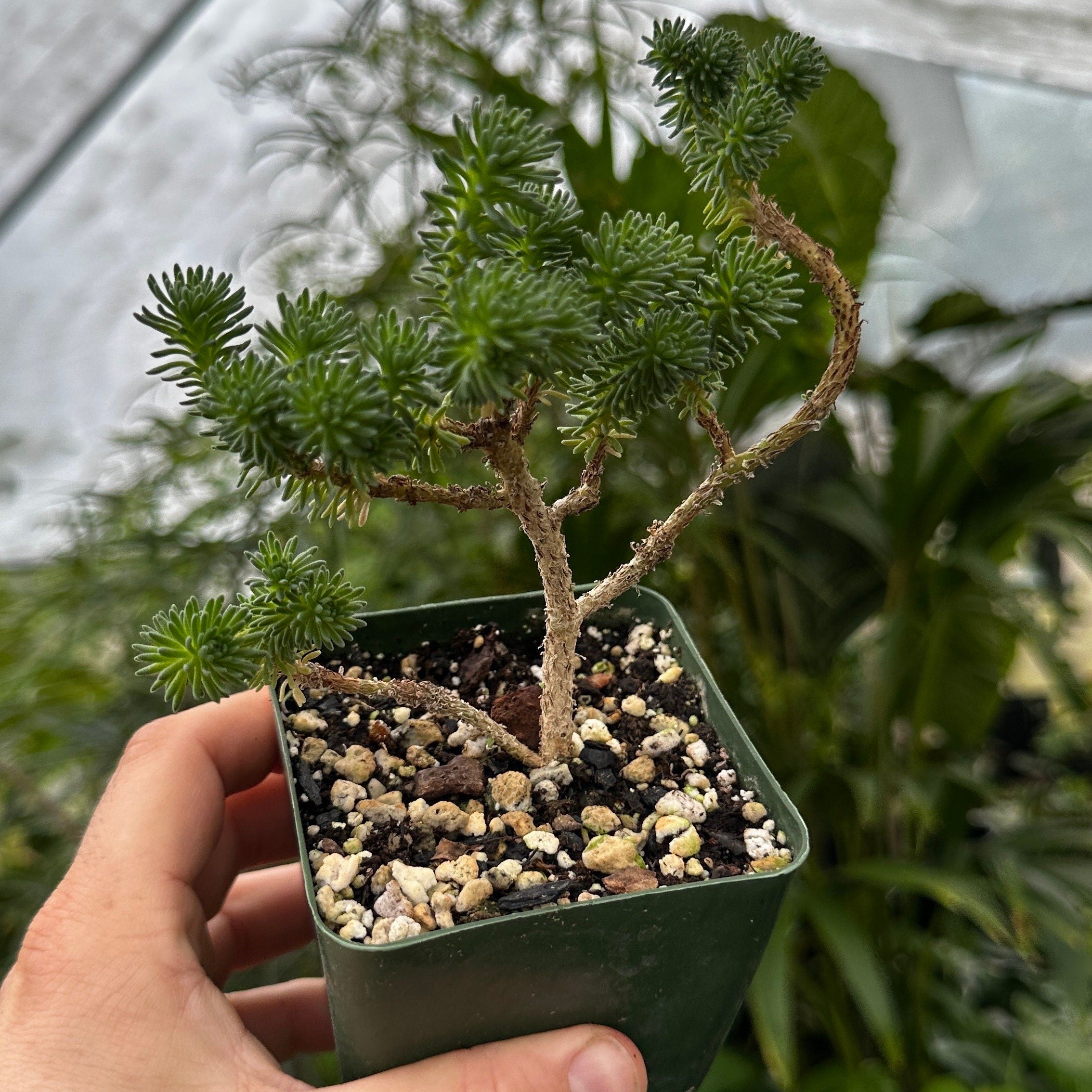 Sedum multiceps 'Mini Joshua Tree'