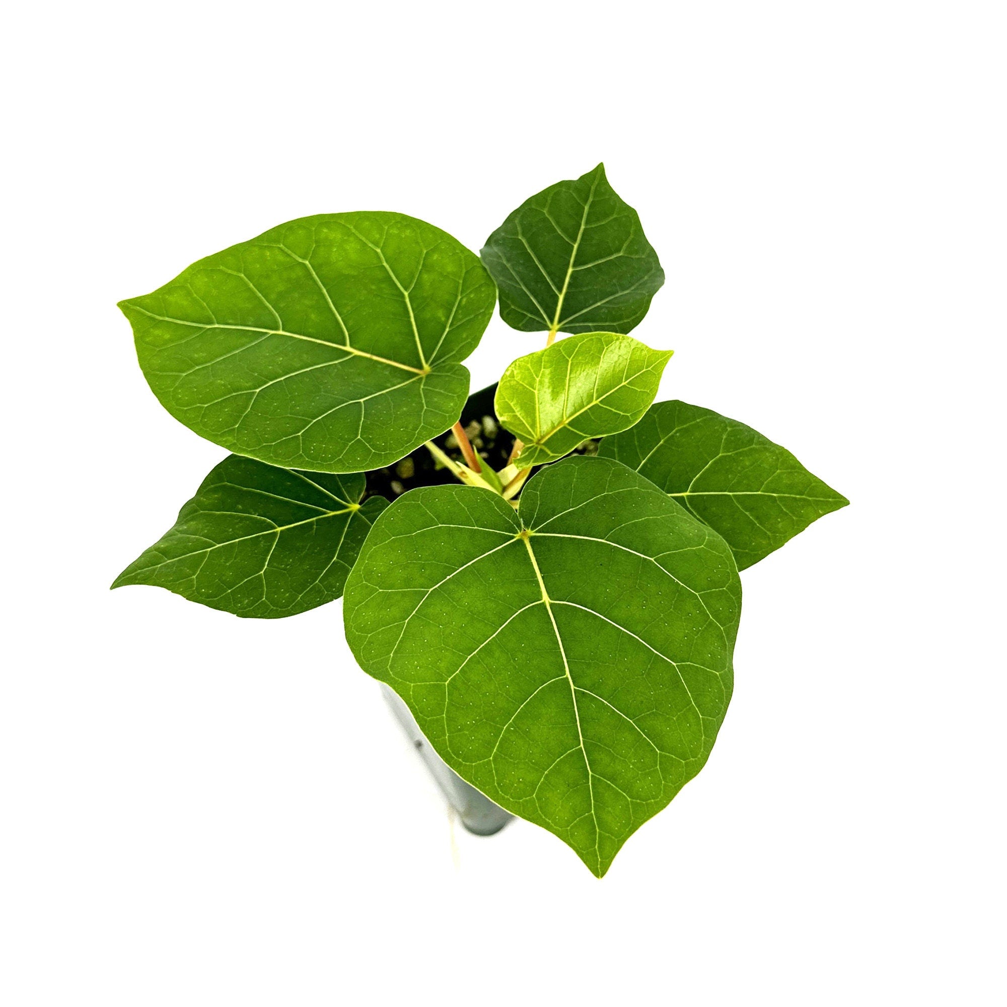 Ficus abutilifolia