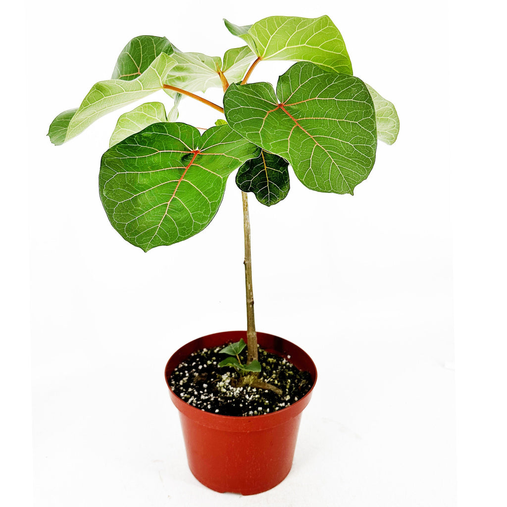 Ficus abutilifolia