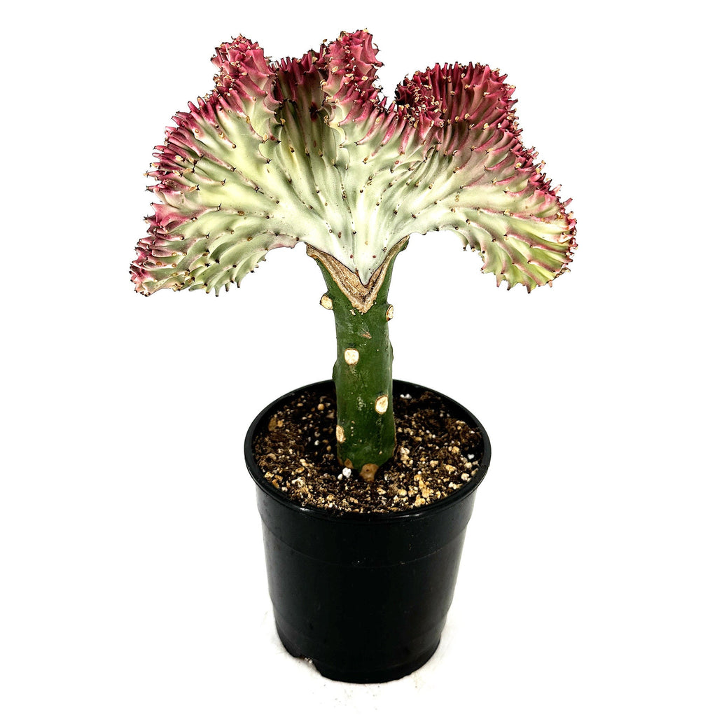 Euphorbia lactea crest 'Coral Cactus'