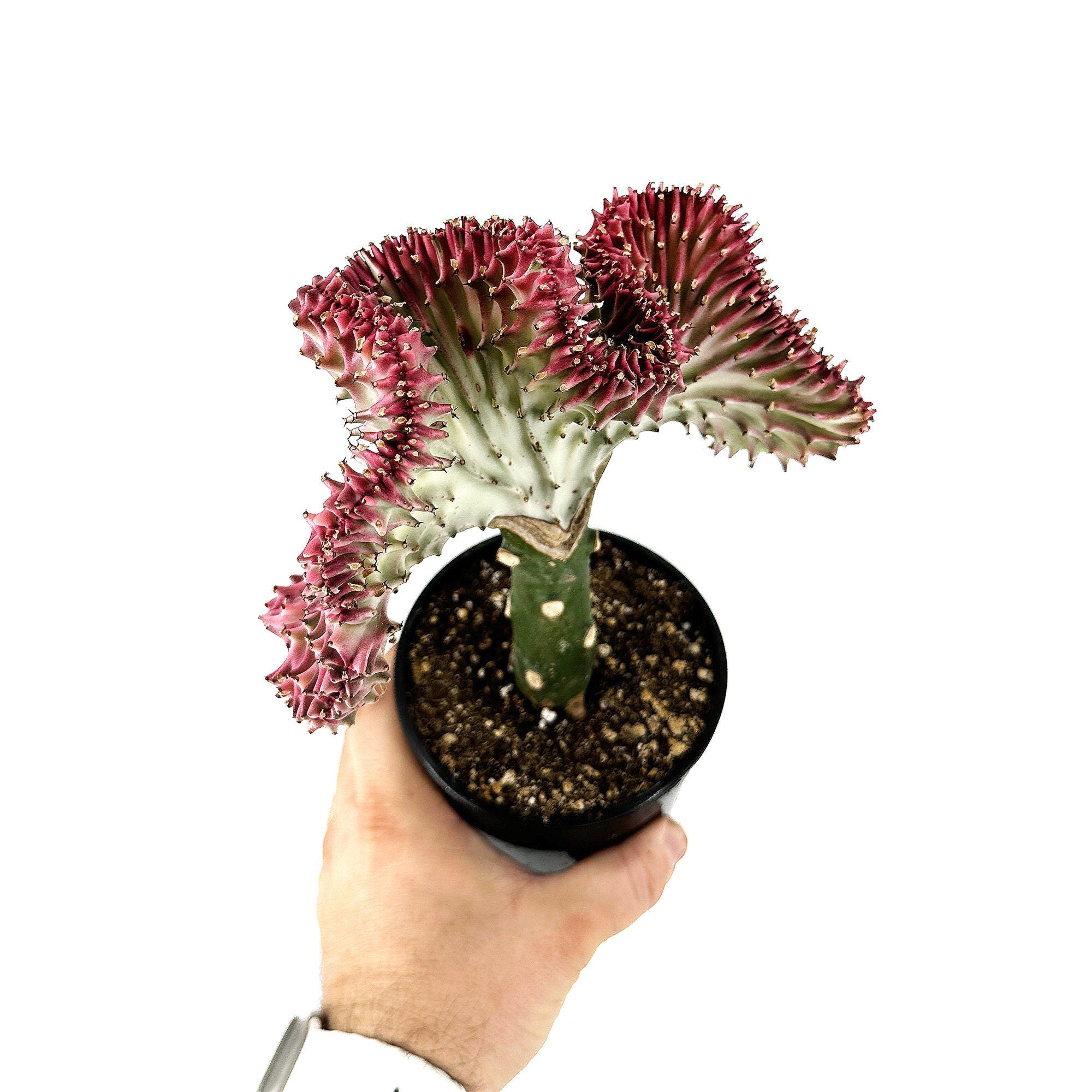 Euphorbia lactea crest 'Coral Cactus'