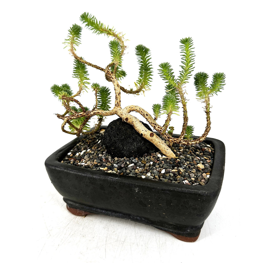 Sedum multiceps 'Mini Joshua Tree'