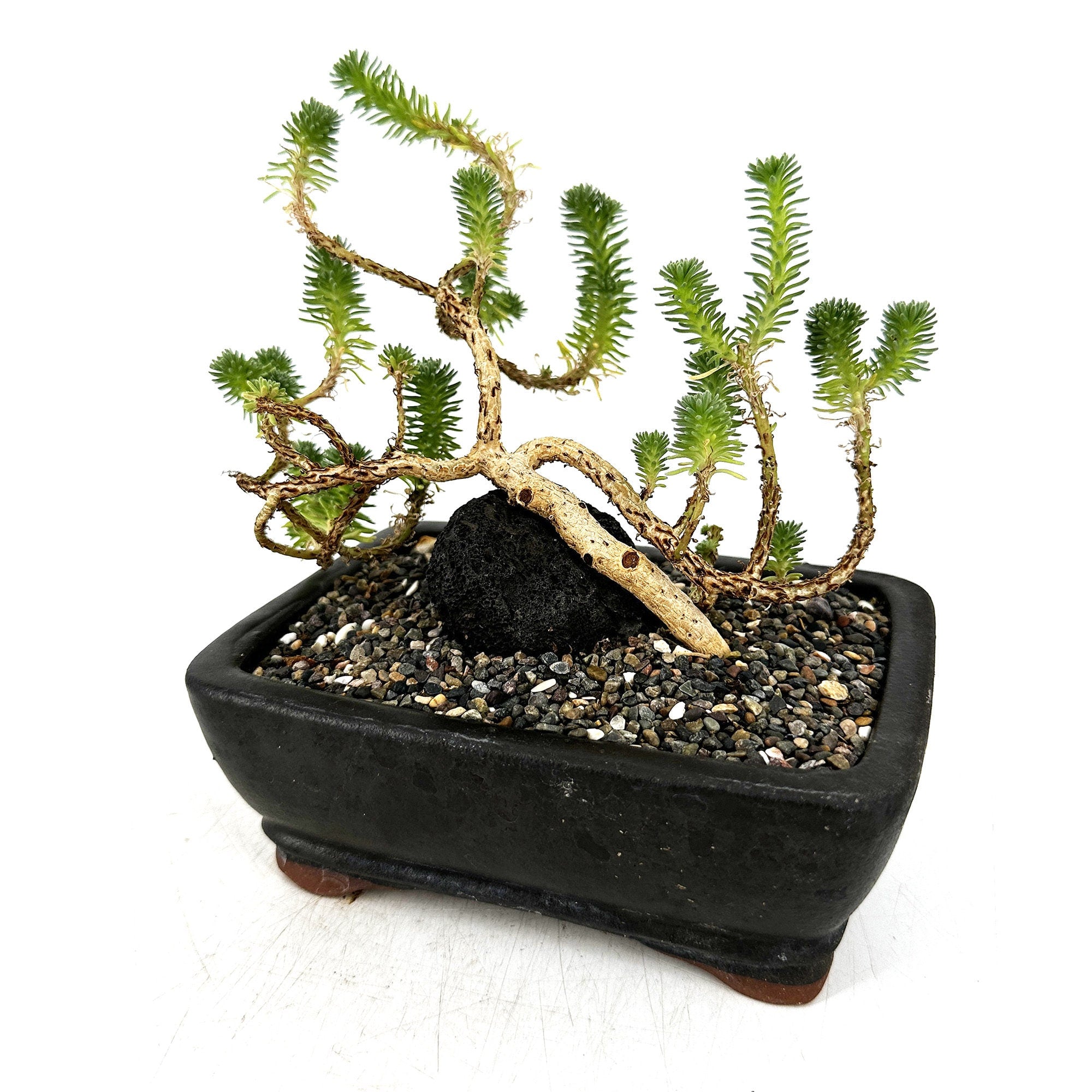 Sedum multiceps 'Mini Joshua Tree'