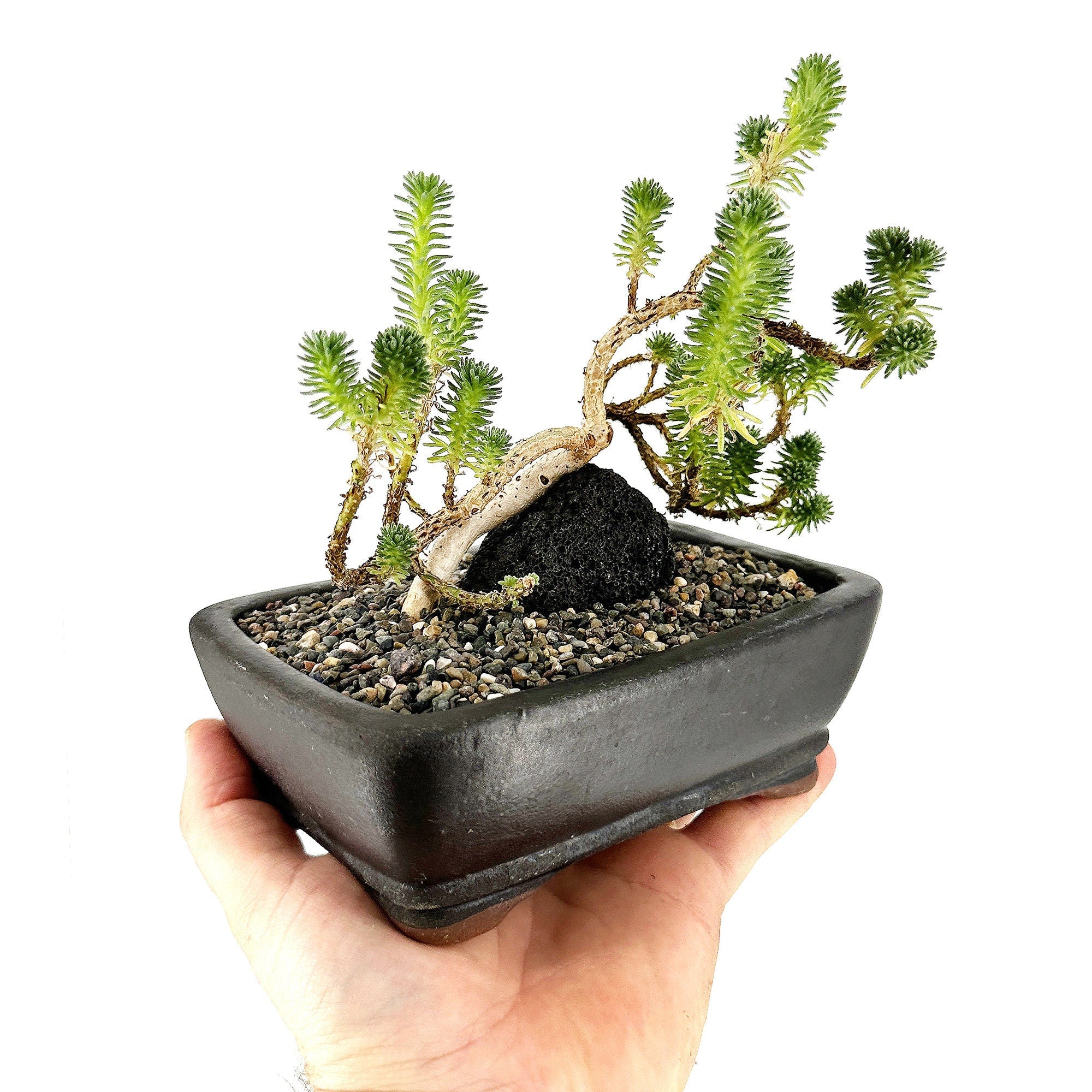 Sedum multiceps 'Mini Joshua Tree'