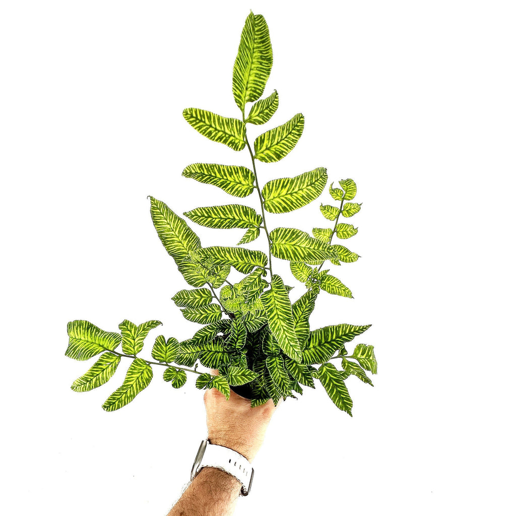 Coniogramme emeiensis 'Golden Zebra Fern'