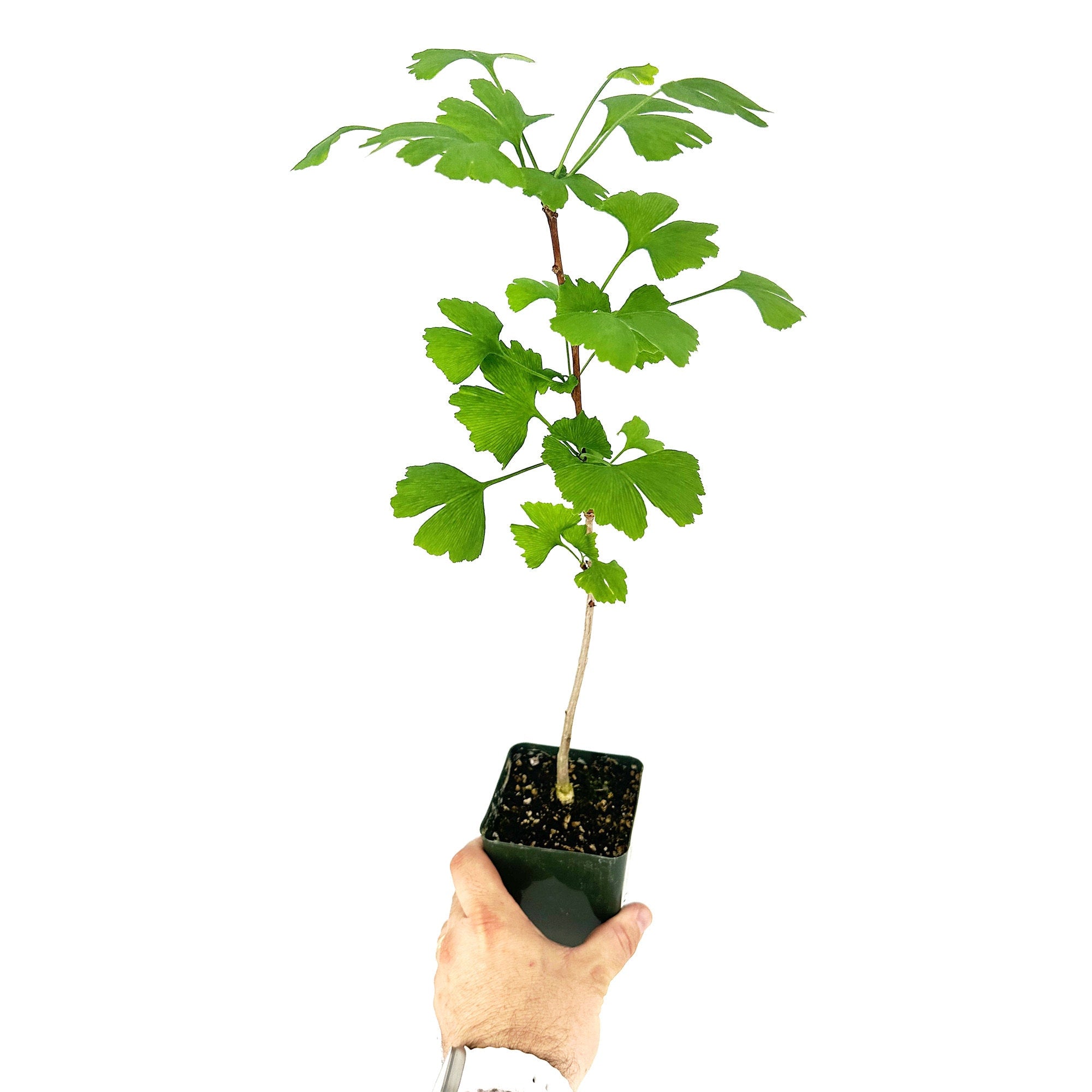 Ginkgo biloba 'Maidenhair Tree'