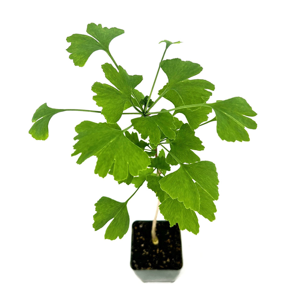 Ginkgo biloba 'Maidenhair Tree'