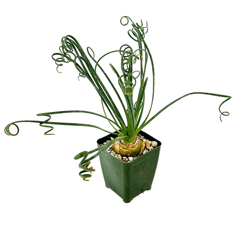 Albuca spiralis 'Frizzle Sizzle'