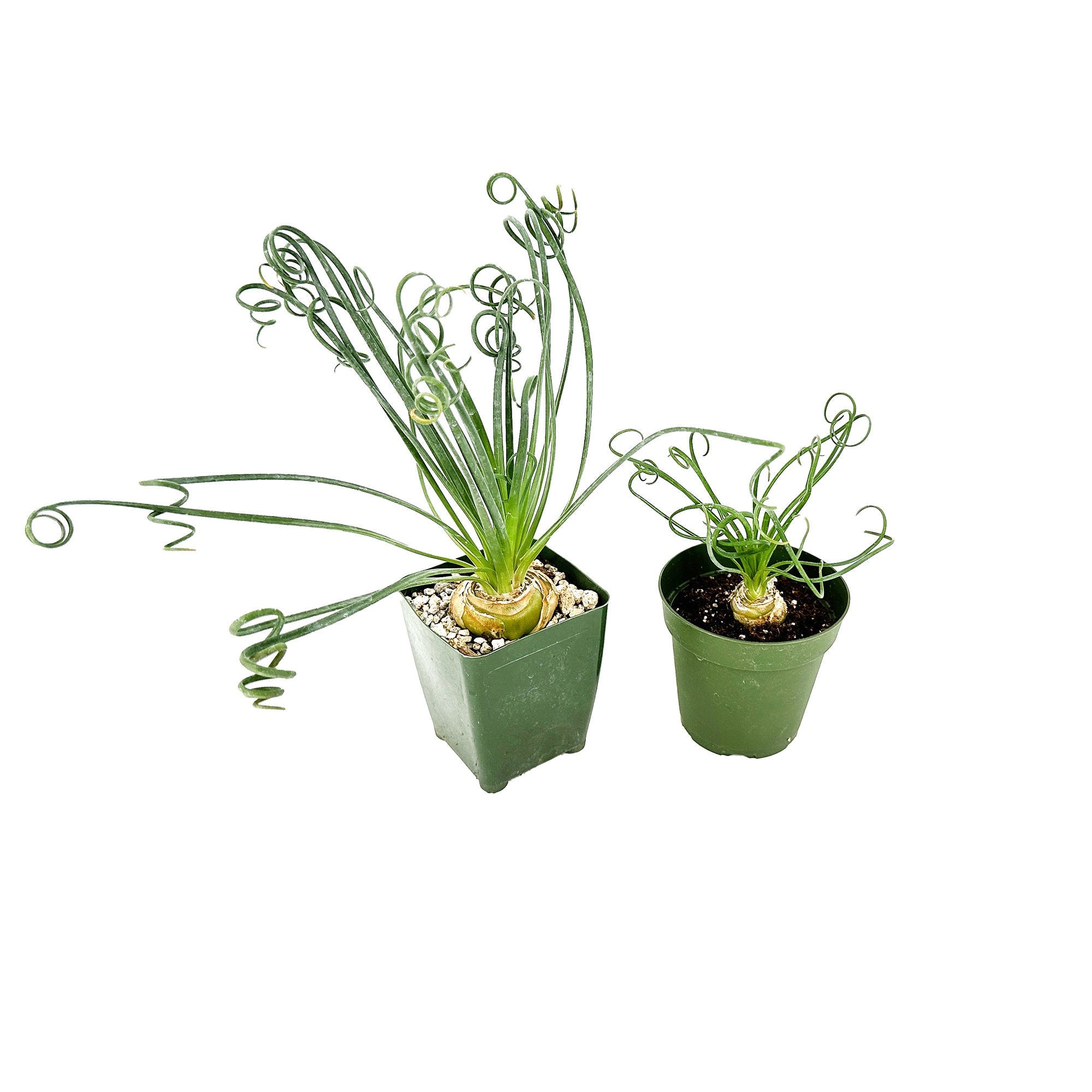 Albuca spiralis 'Frizzle Sizzle'