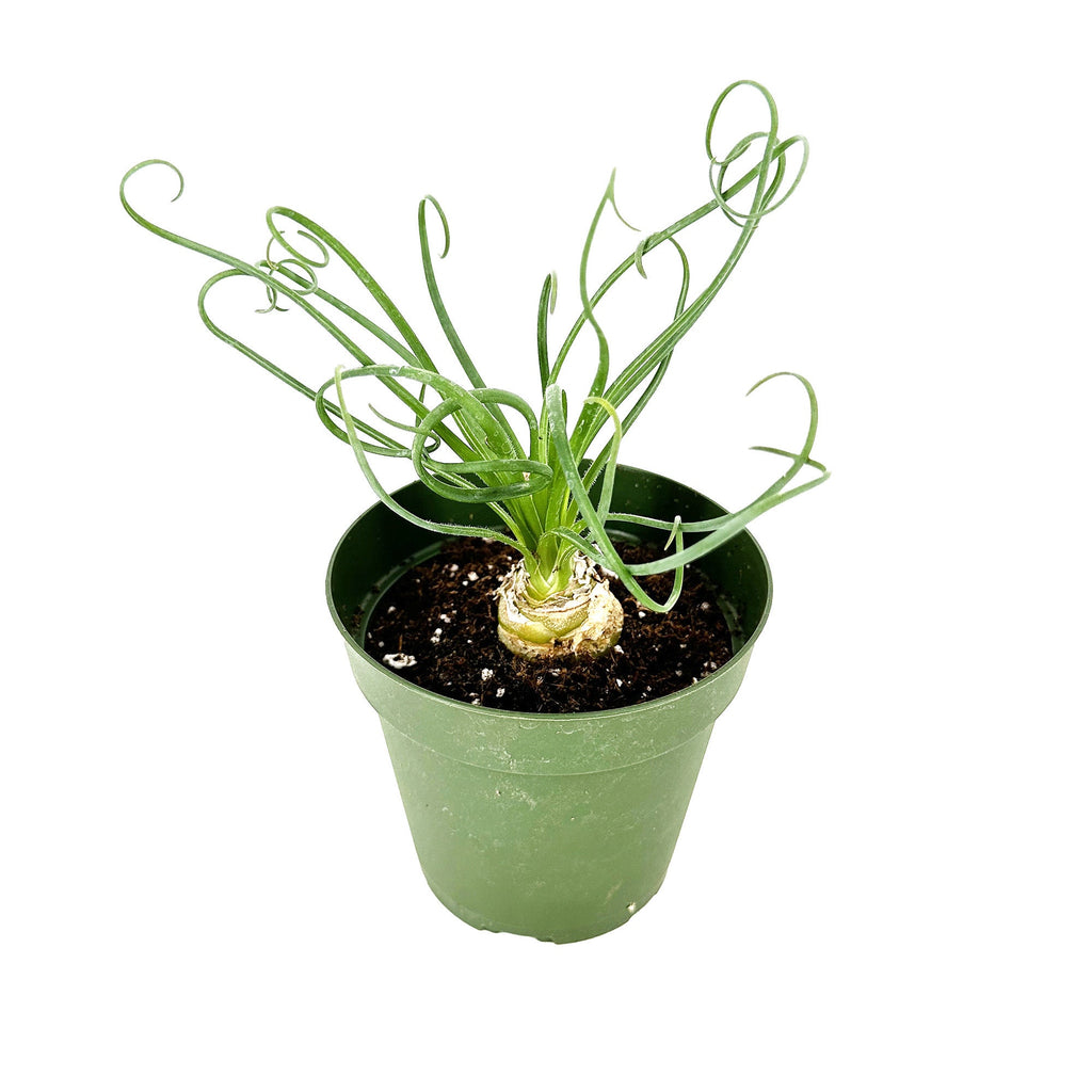 Albuca spiralis 'Frizzle Sizzle'
