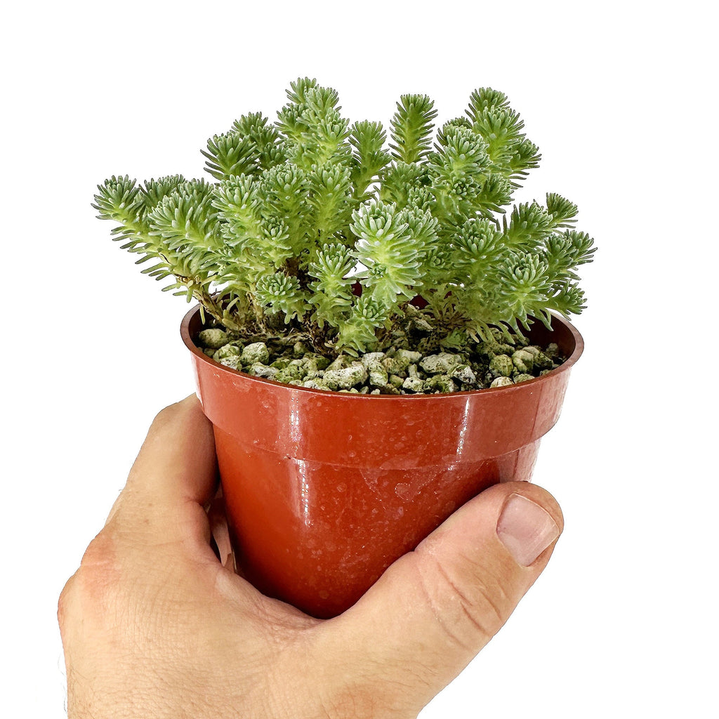 Sedum multiceps 'Mini Joshua Tree'