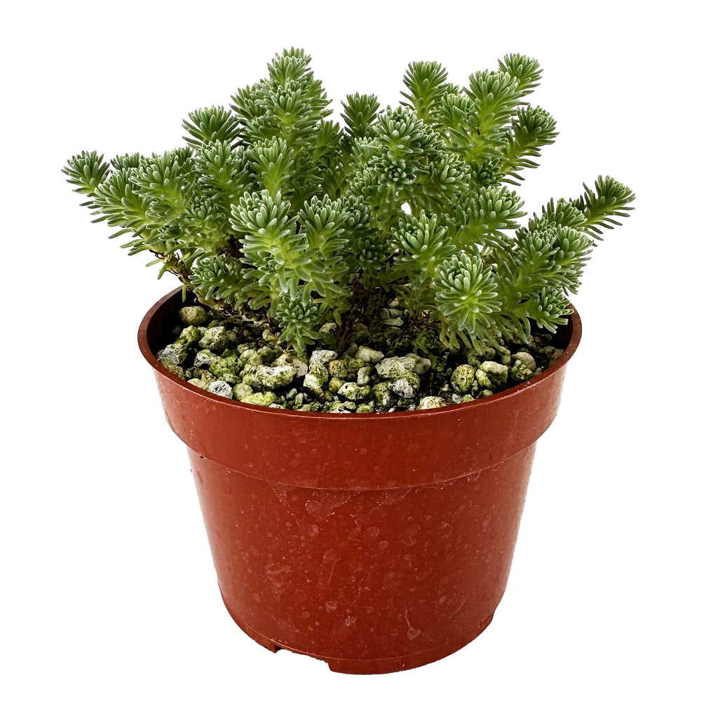 Sedum multiceps 'Mini Joshua Tree'