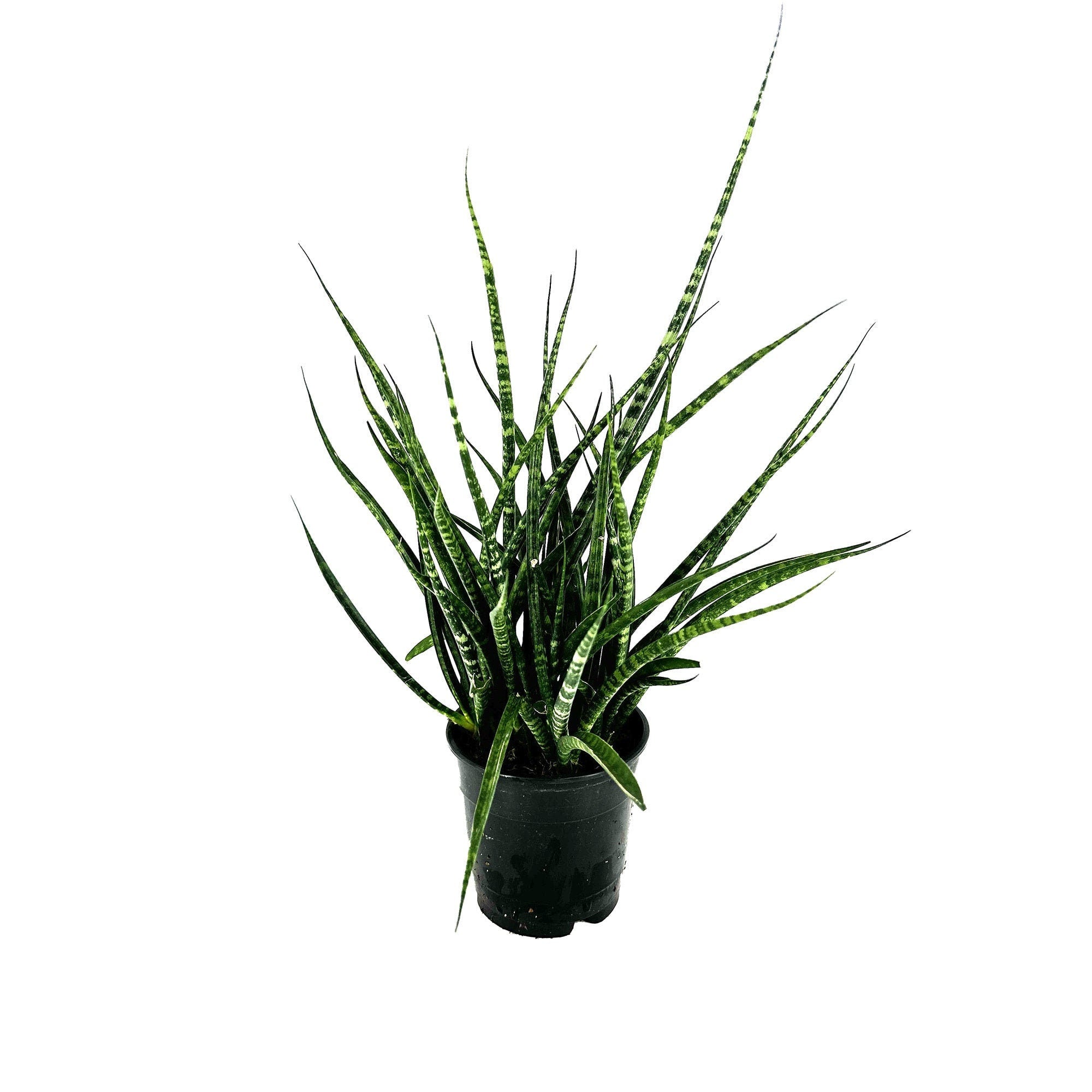 sansevieria mikado fernwood Sansevieria Fernwood Mikado – SarahCotta Plants