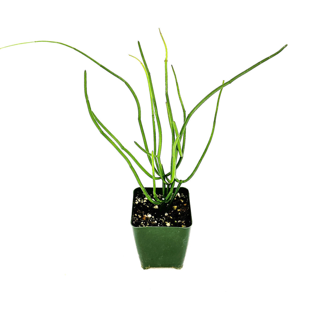 Cynanchum viminale
