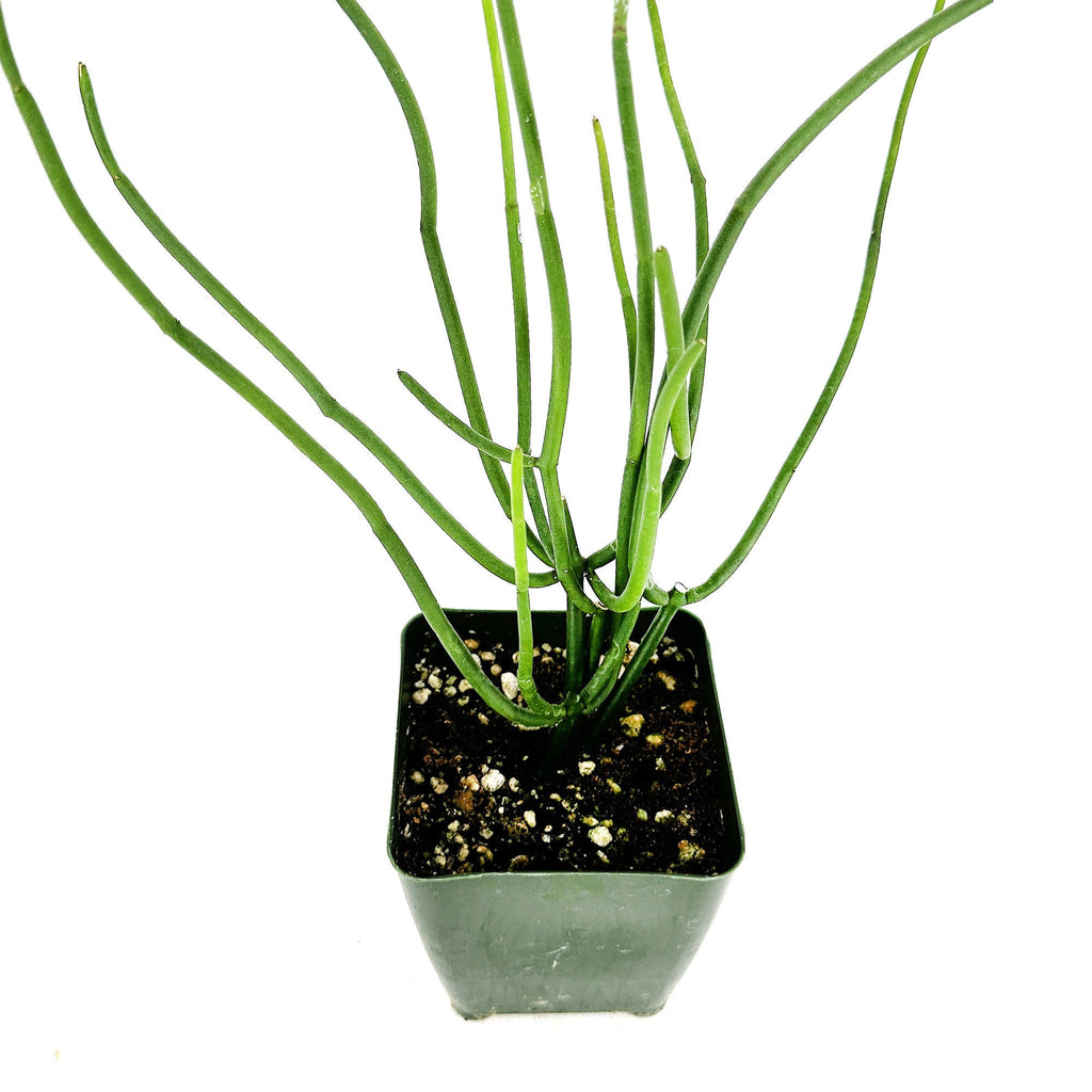 Cynanchum viminale