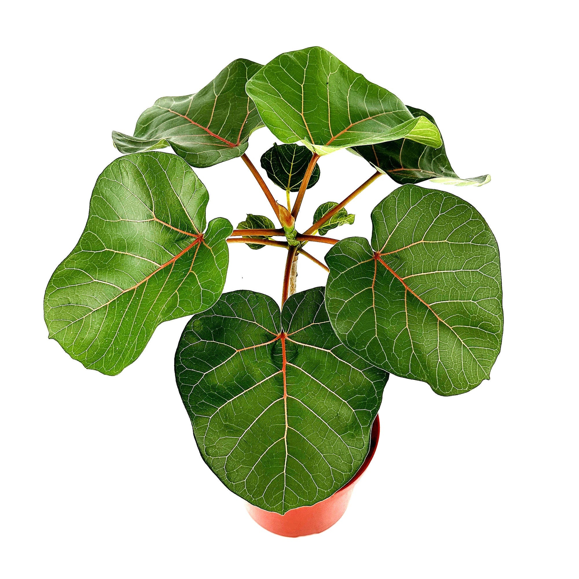 Ficus abutilifolia