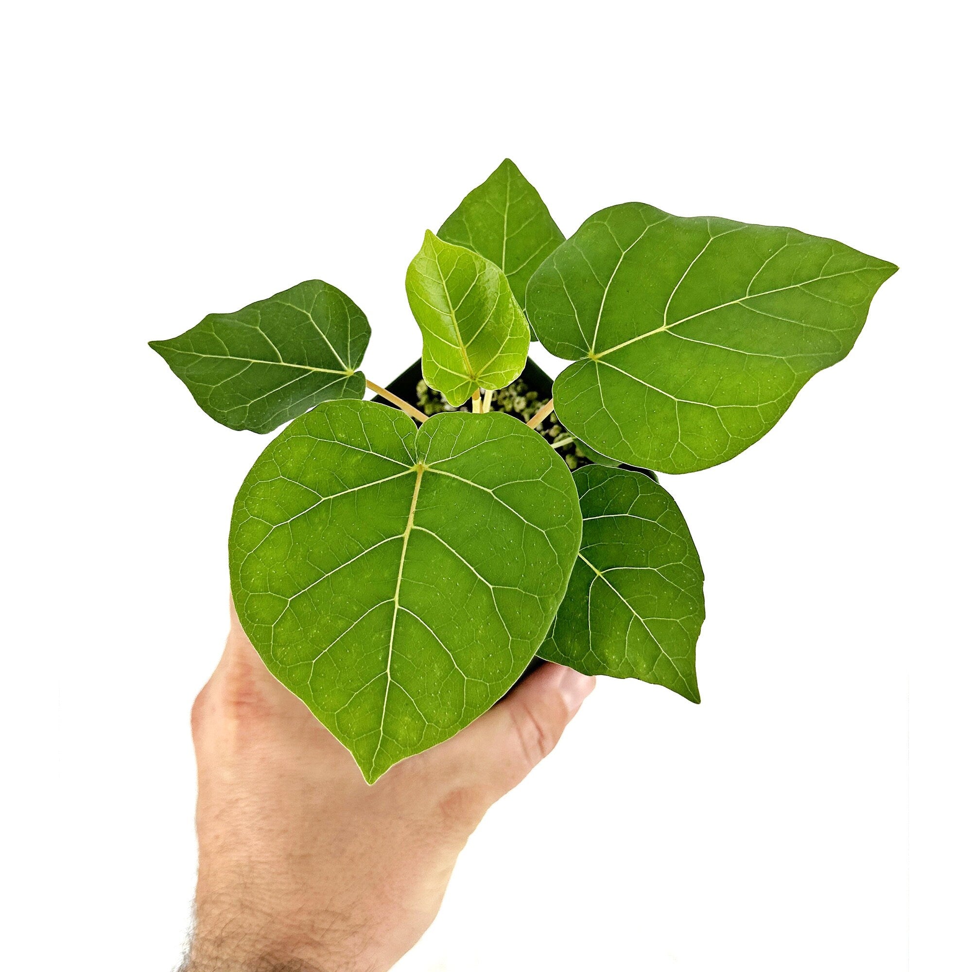 Ficus abutilifolia