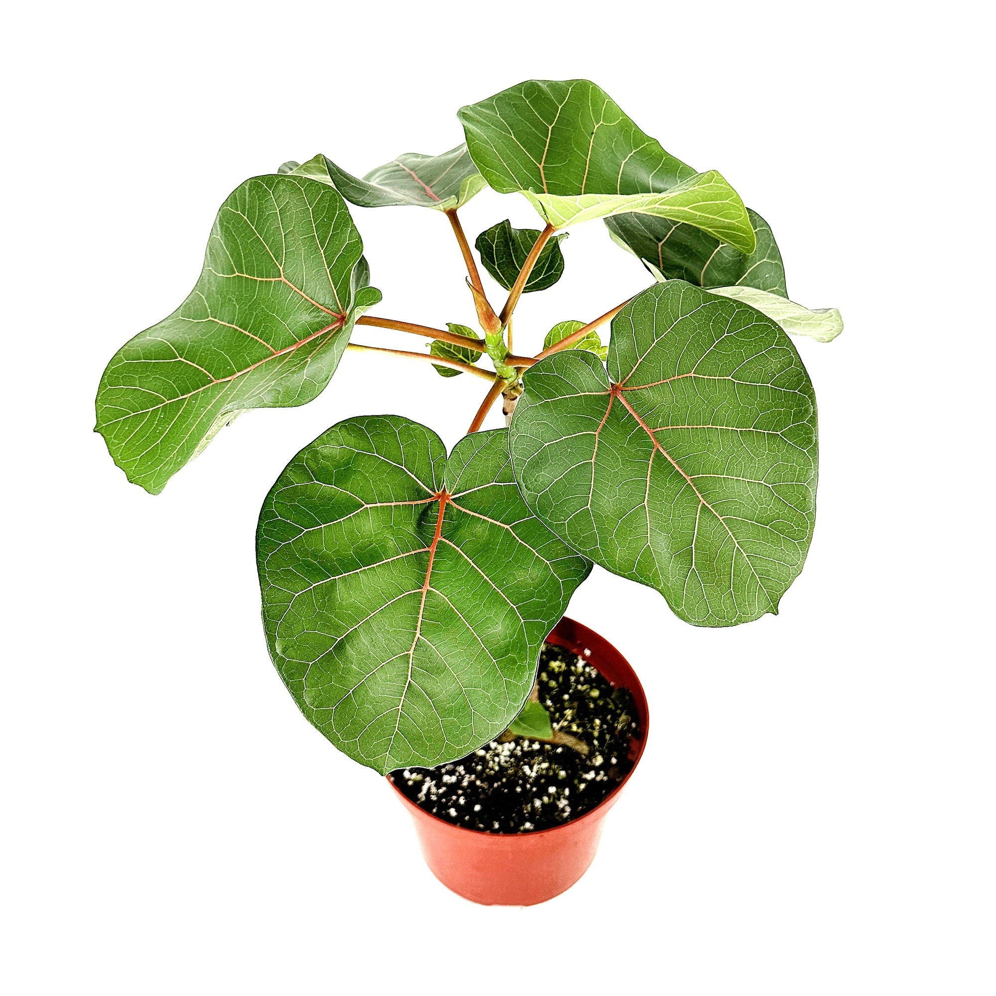 Ficus abutilifolia