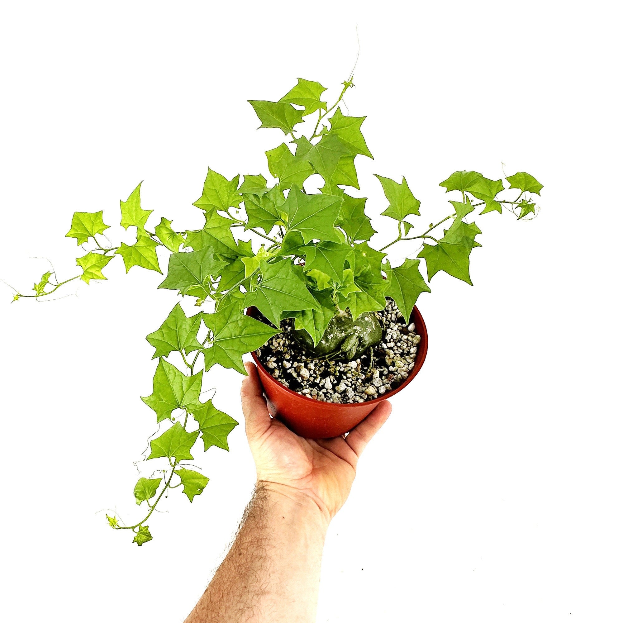 Gerrardanthus macrorhizus 'Bigfoot'