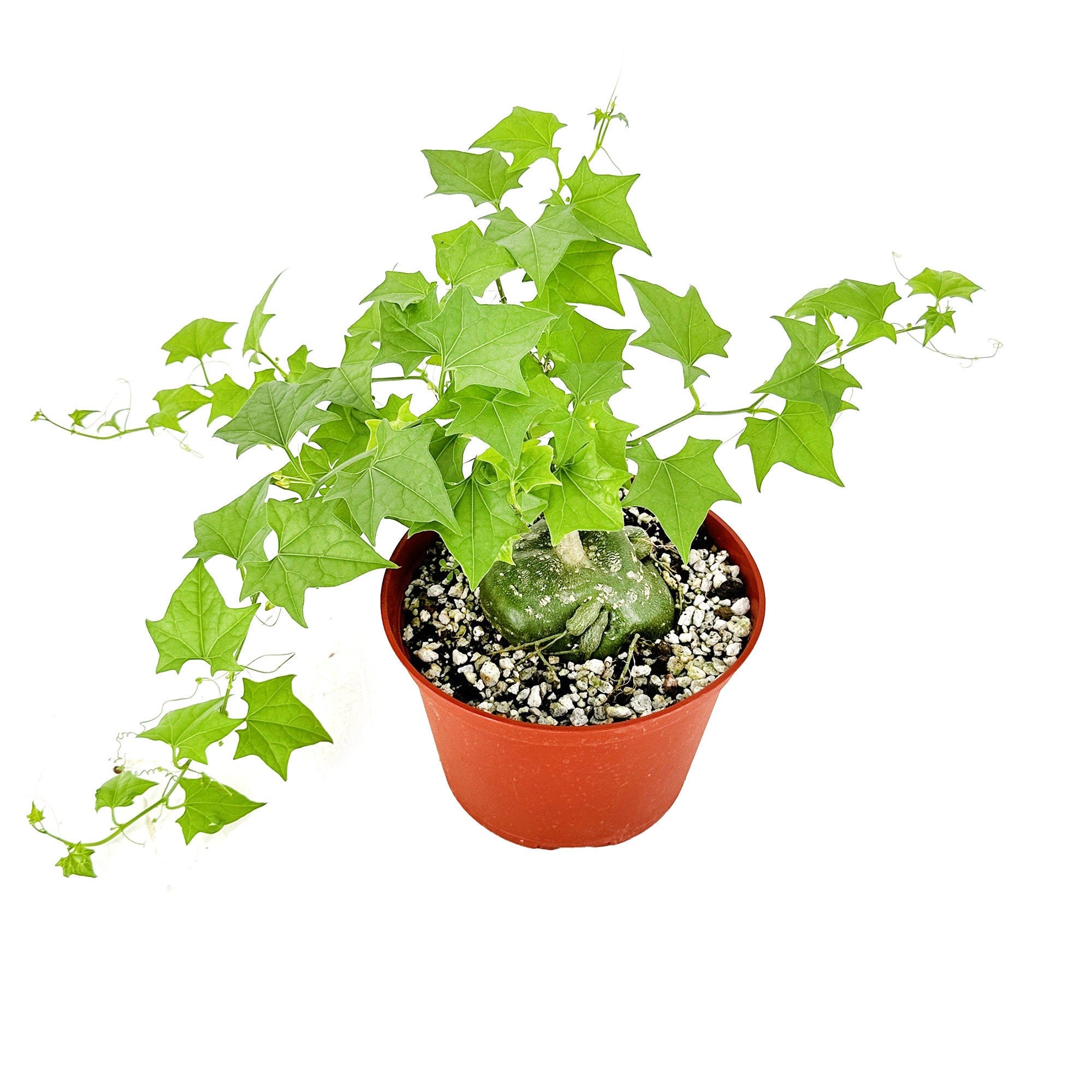 Gerrardanthus macrorhizus 'Bigfoot'