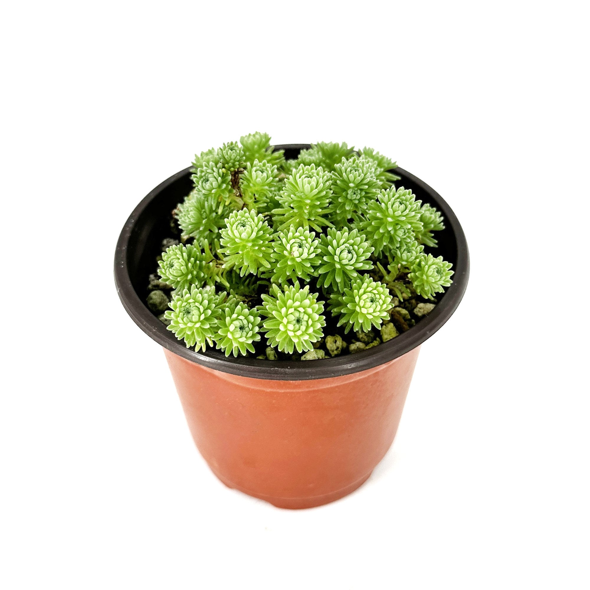 Sedum multiceps 'Mini Joshua Tree'