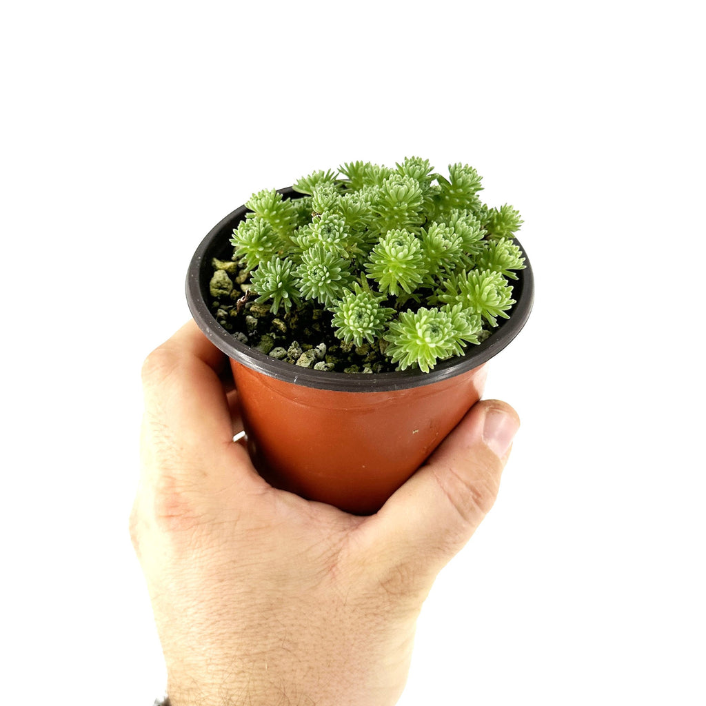 Sedum multiceps 'Mini Joshua Tree'