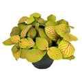 Fittonia albivenis 'Skeleton' Nerve Plant