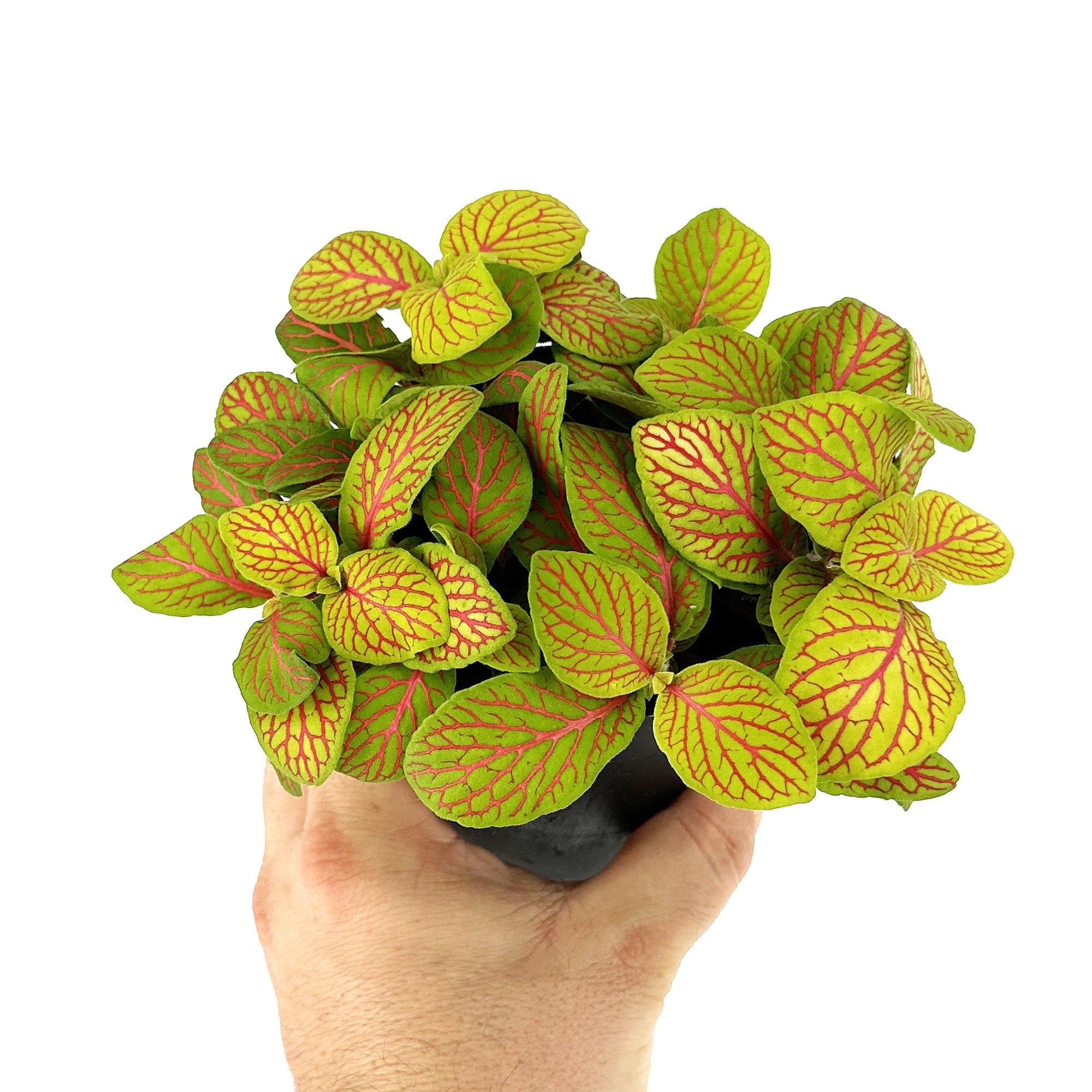 Fittonia albivenis 'Skeleton' Nerve Plant